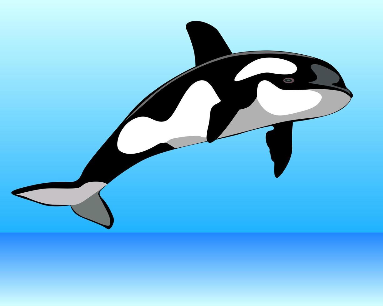 Killer Whale over the water vector