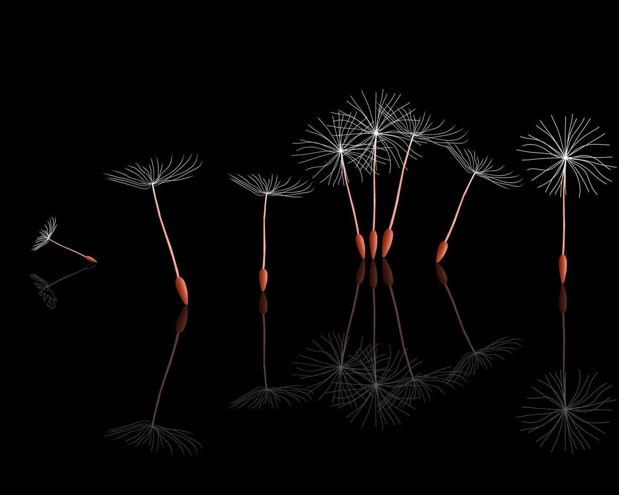 dandelion seeds under the wind on a black background vector