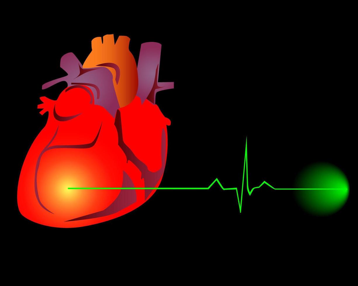 corazón con el cardiograma vector