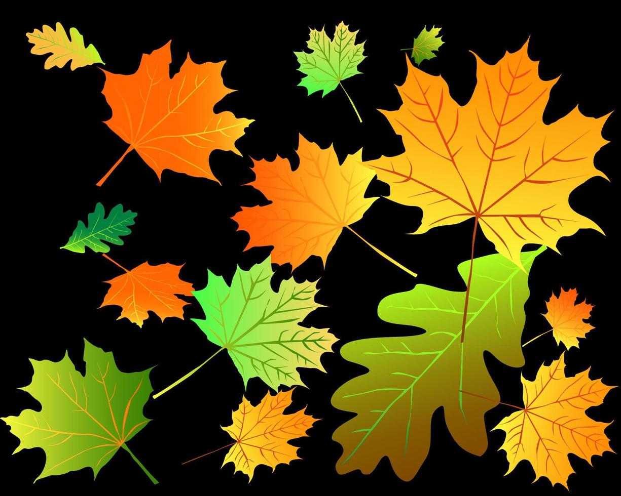 Multi-colored autumn wood leaves on a black background vector