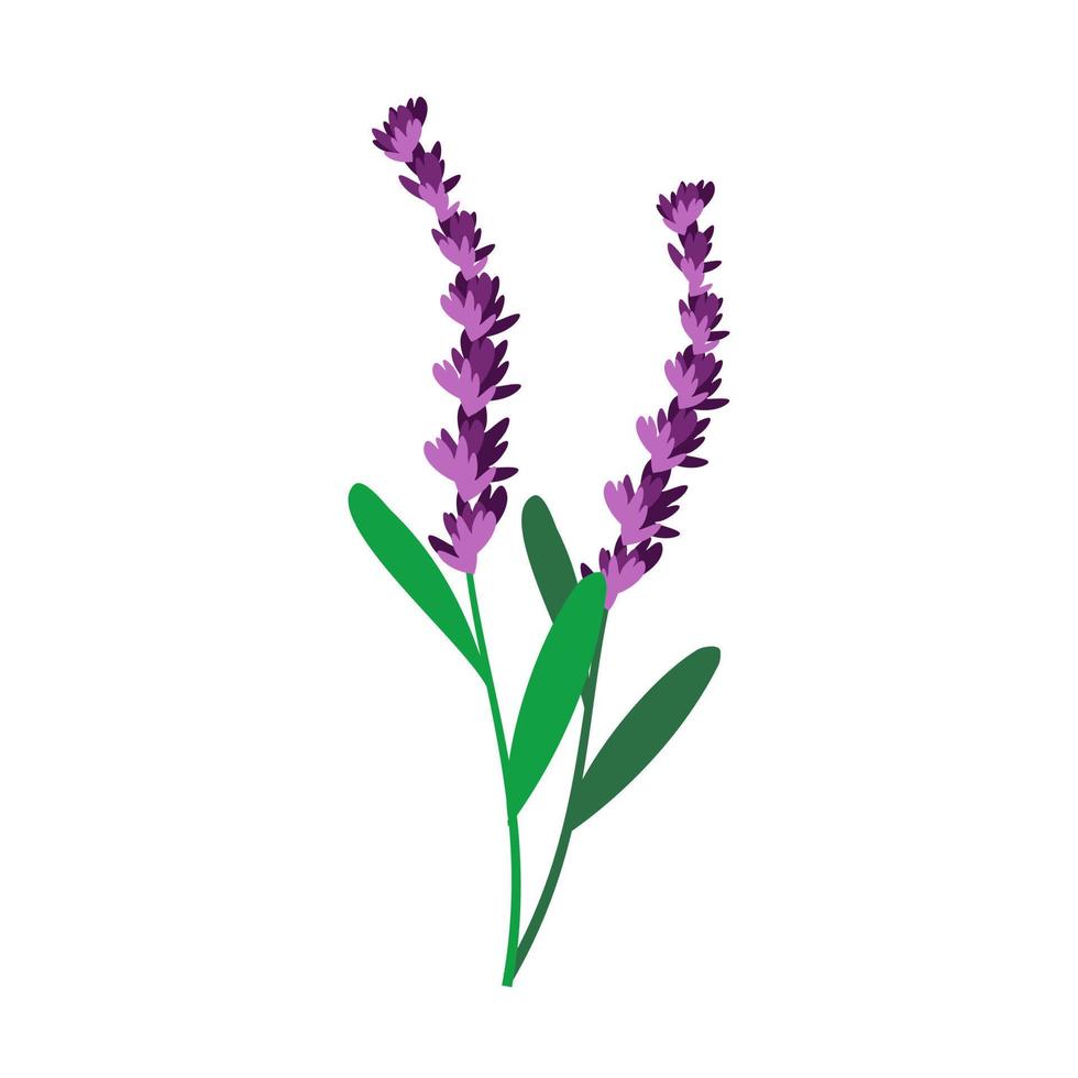 Lavender  on white background vector