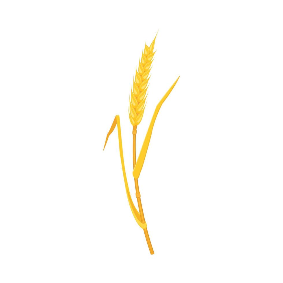 Ear wheat with spikes and an arc-shaped stalk, isolated on a white background. vector