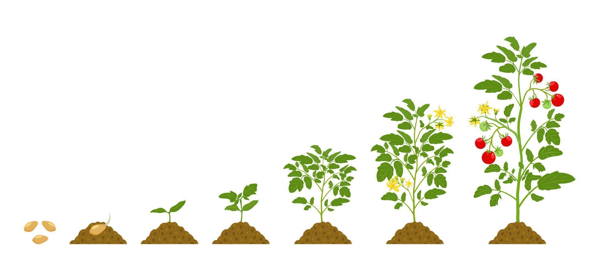 ciclo de crecimiento de los tomates en el suelo sobre fondo blanco. Etapas de desarrollo de las hortalizas. vector