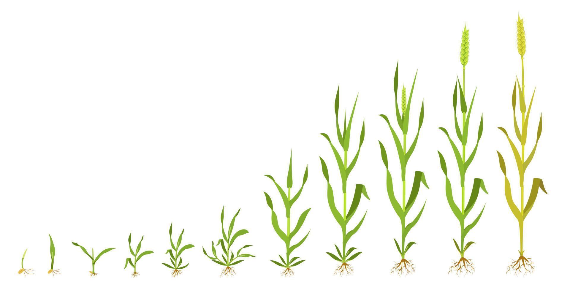 Growth wheat in stages. Infographics of grain germination. vector