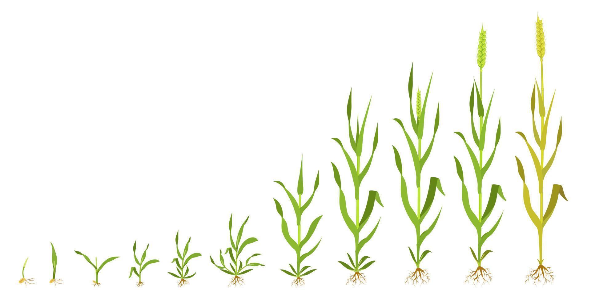 trigo de crecimiento en etapas. infografía de la germinación de granos. vector