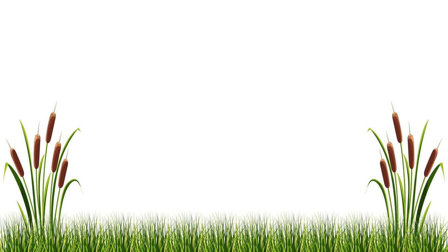 Reeds in marsh grass on white background. Vector illustration of summer landscape.