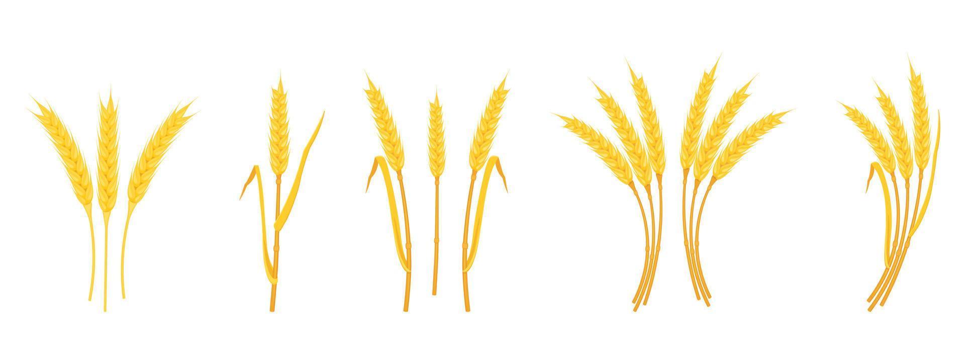 Ears of wheat with spikes and stems of various shapes isolated on white background. vector