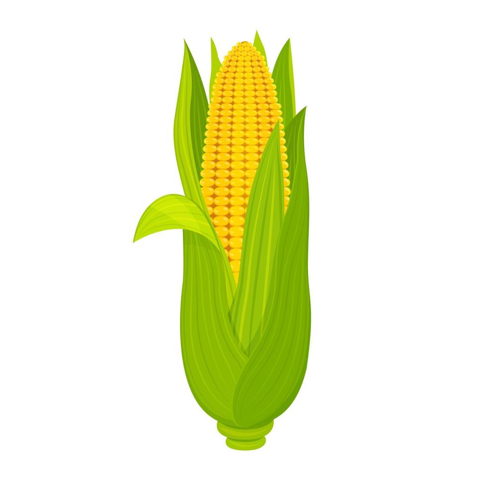 Sweet corn cob isolated on white background. Ripe fruit with leaves in  cartoon style. 7726385 Vector Art at Vecteezy