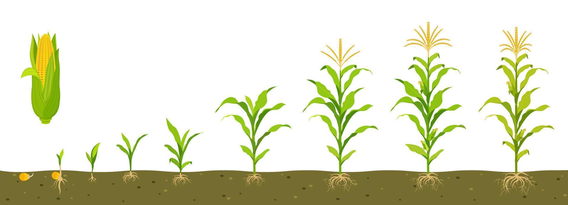 Growth cycle of sweet corn in soil with development of root system. vector