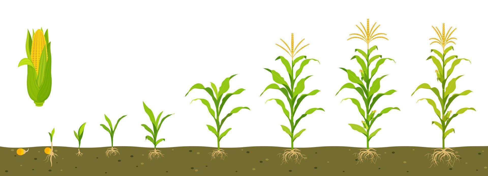 ciclo de crecimiento del maíz dulce en suelo con desarrollo del sistema radicular. vector