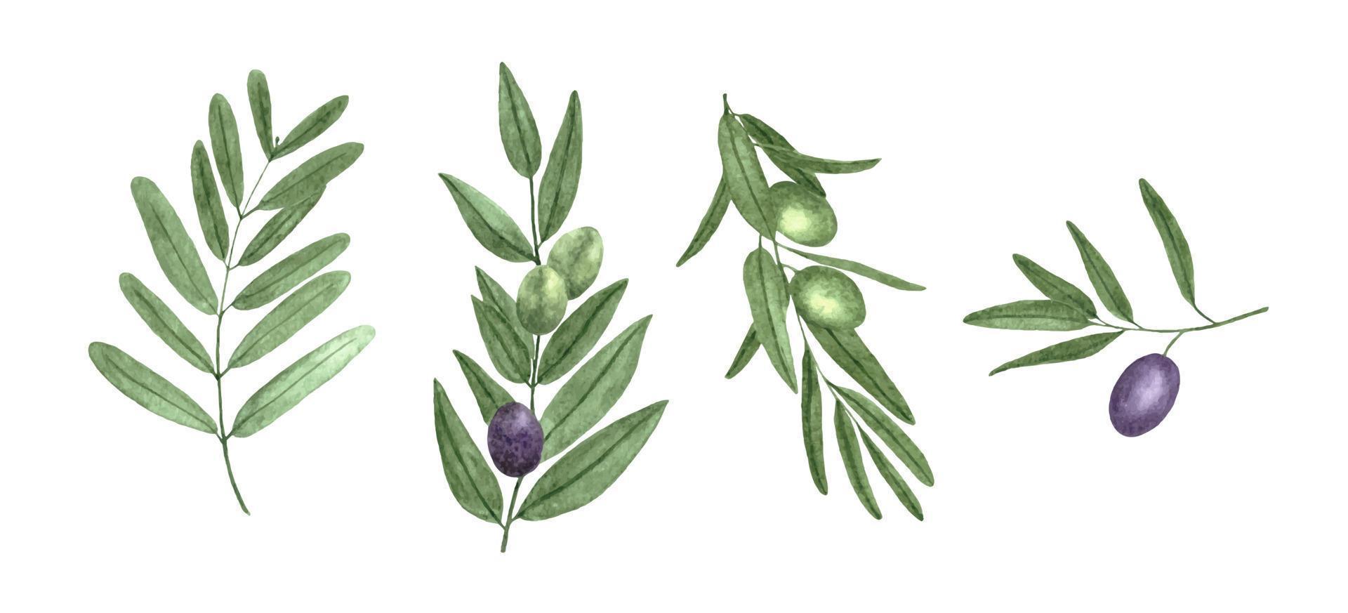 Set of watercolor olive branches with olives vector