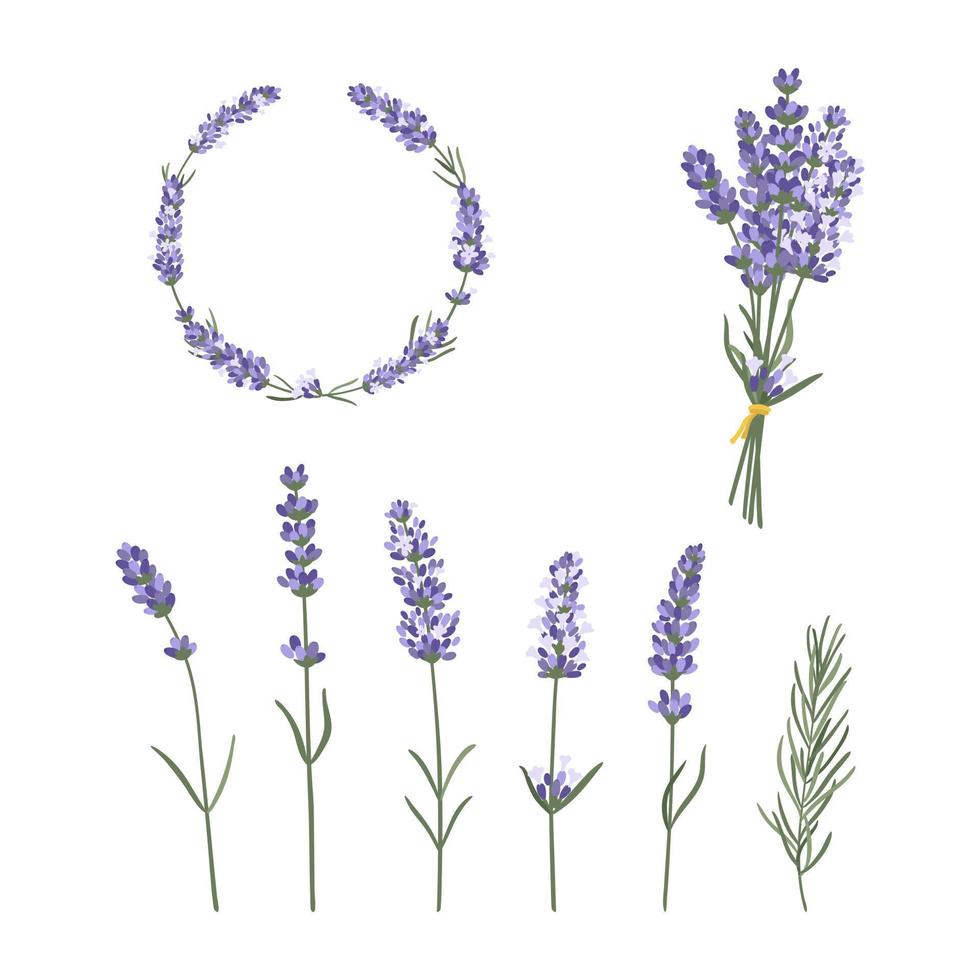 Set of hand drawn lavender flowers, frame and bouquet set. Floral illustration elements vector