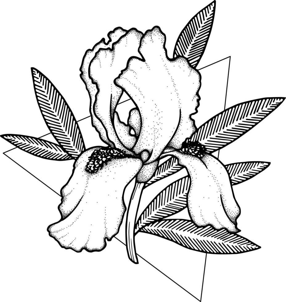 Iris. Doodle Flower. Line Art Illustration vector