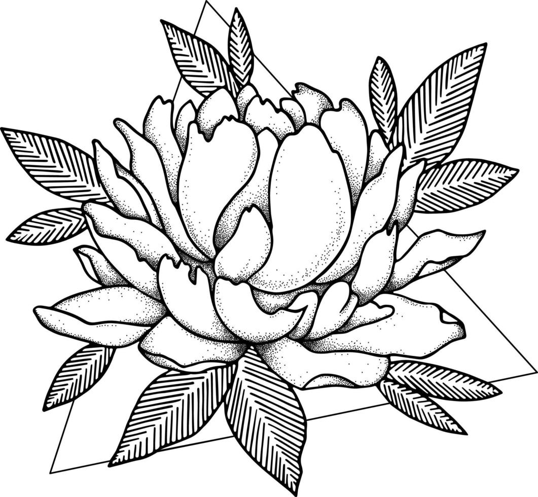 Peony. Doodle Flower. Line Art Illustration. vector