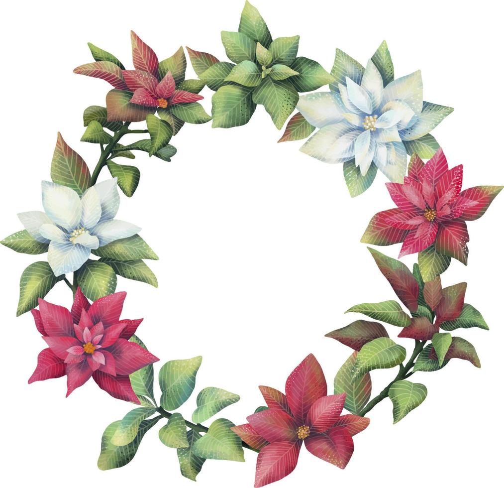 Watercolor wreath of white and red poinsettia flowers. Hand painted floral circle border with poinsettia branches isolated on white background. vector