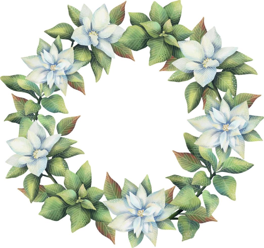 Watercolor wreath of white poinsettia flowers. Hand painted floral circle border with poinsettia branches isolated on white background. vector