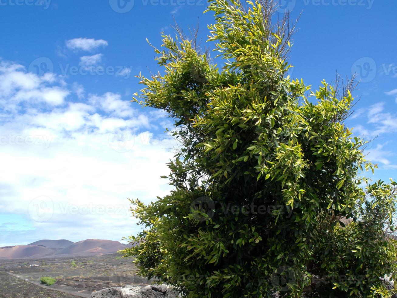 Vulcano Island Lanzarote in Spain photo