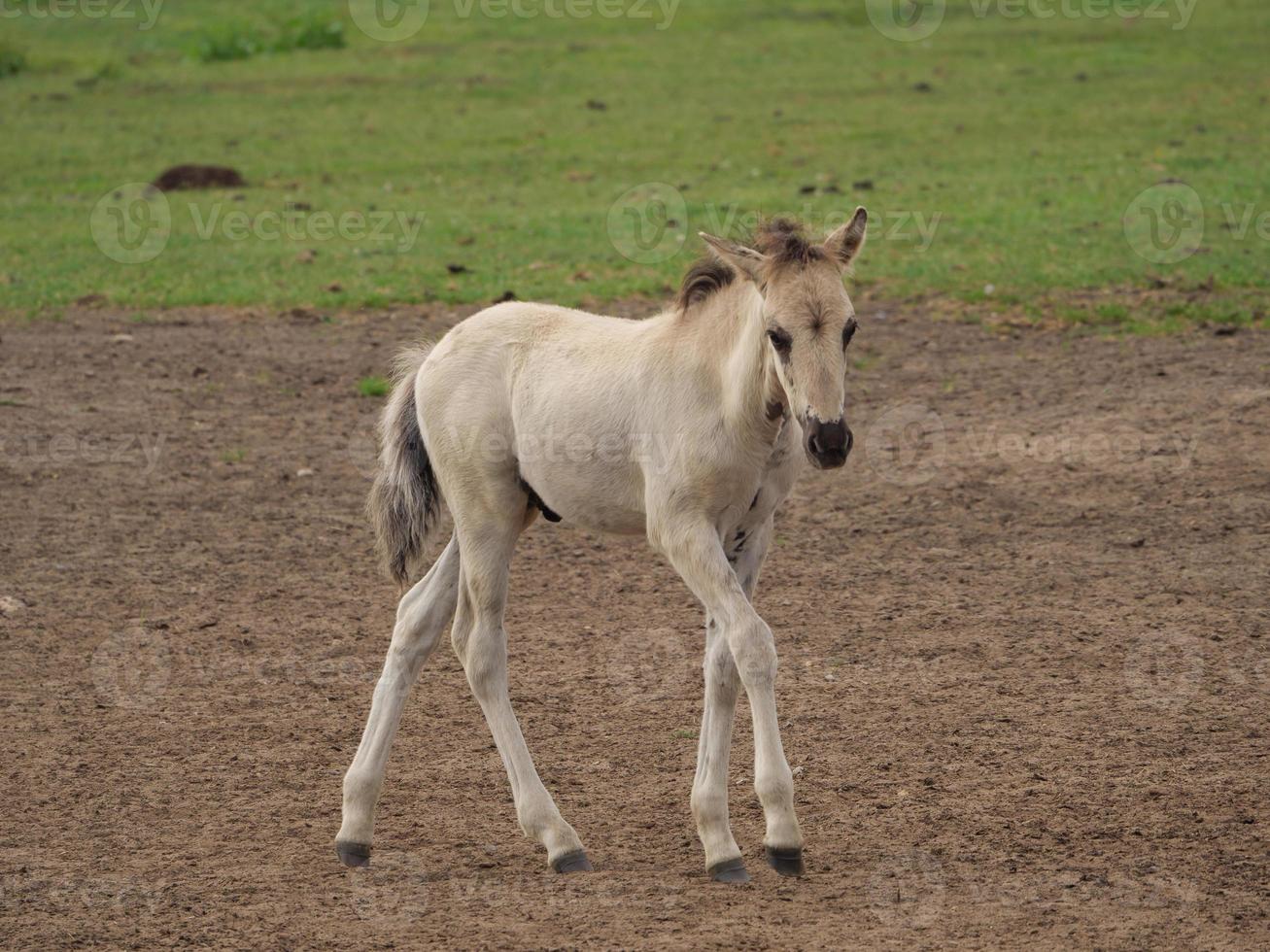 Wild Horses in germany photo
