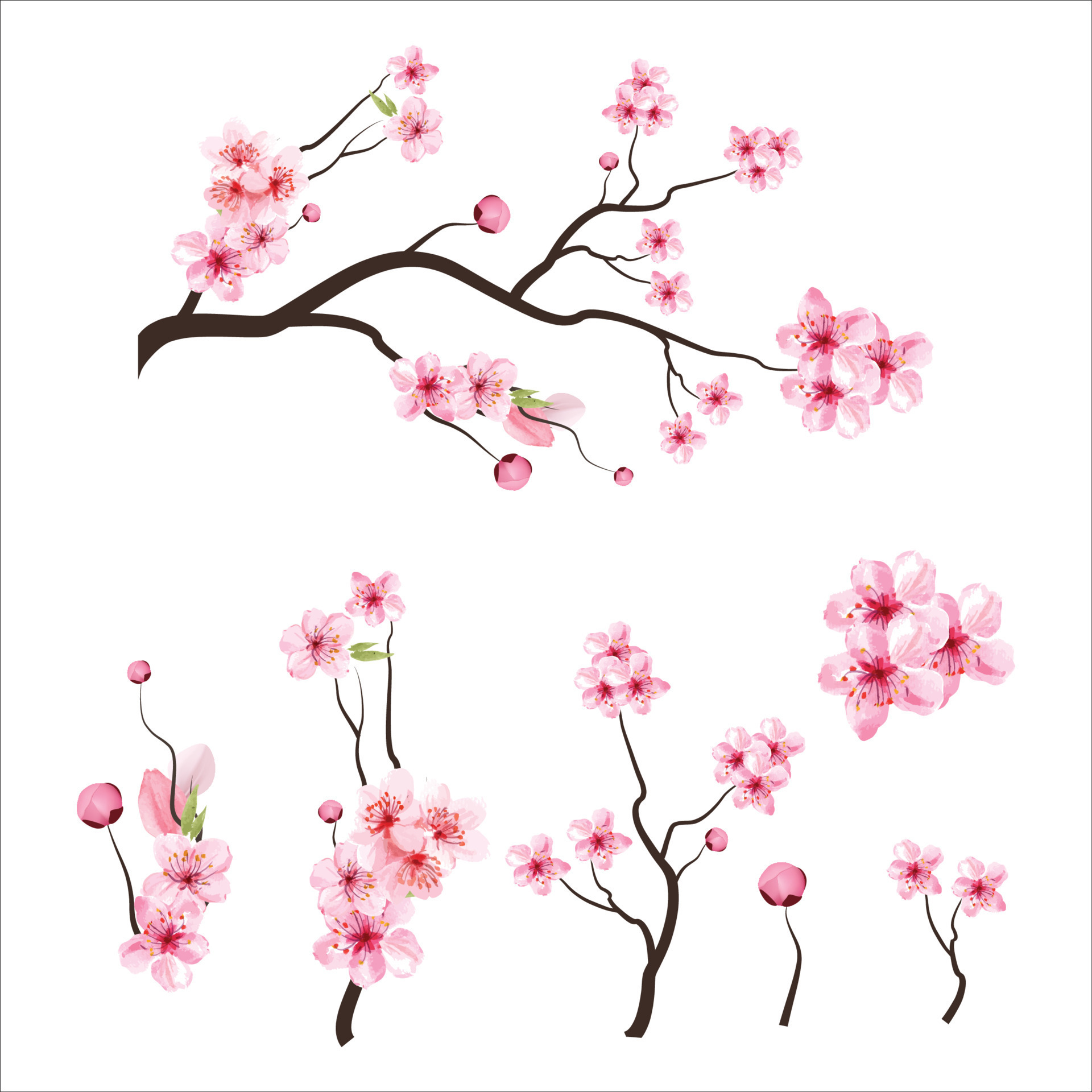 Sakura Flower Vector Art, Icons, and Graphics for Free Download