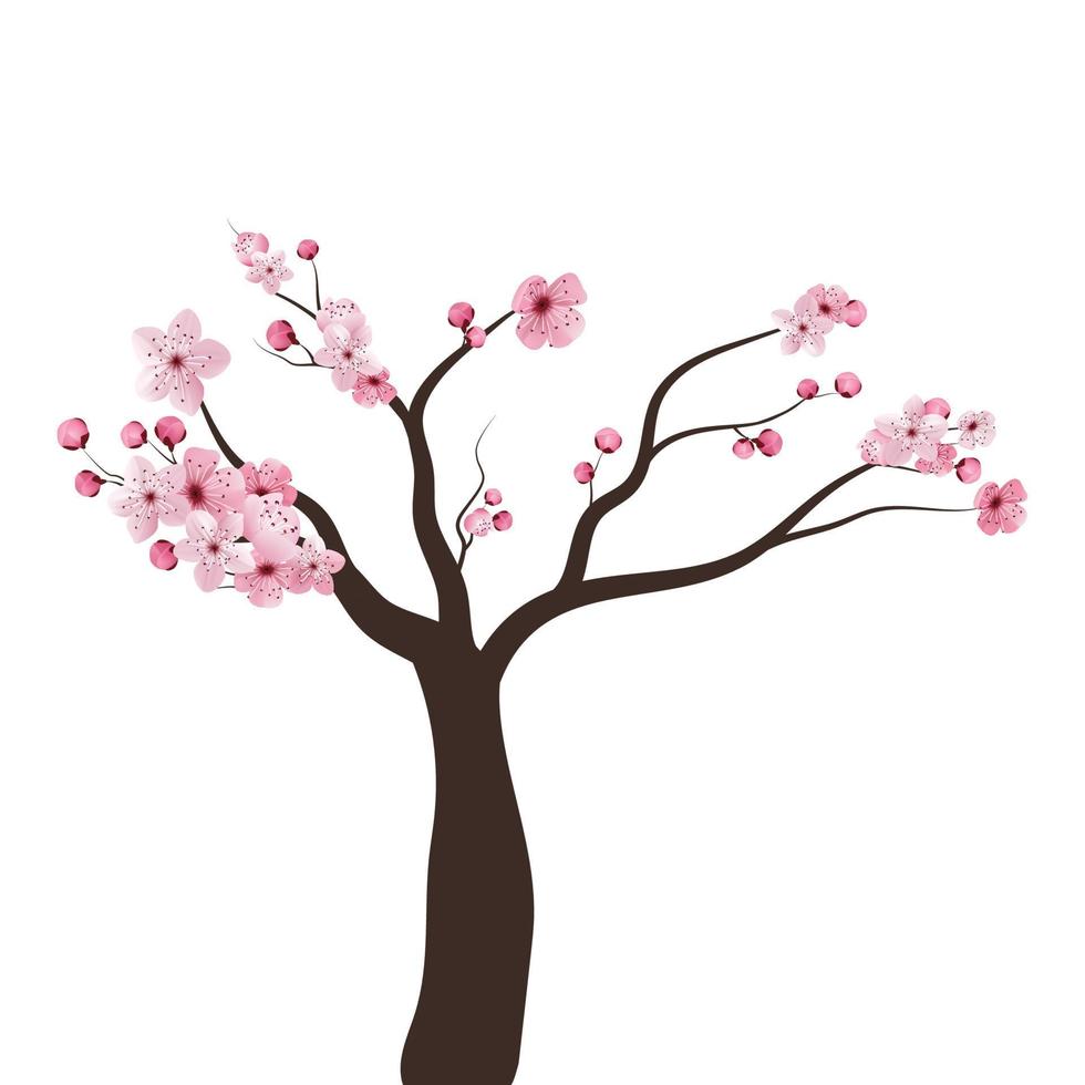 plena floración rosa sakura árbol flor de cerezo madera negra aislada en blanco, telón de fondo de rama de flor, marco vintage de banner de flora bush. papel tapiz floral de primavera dulce pastel. vector