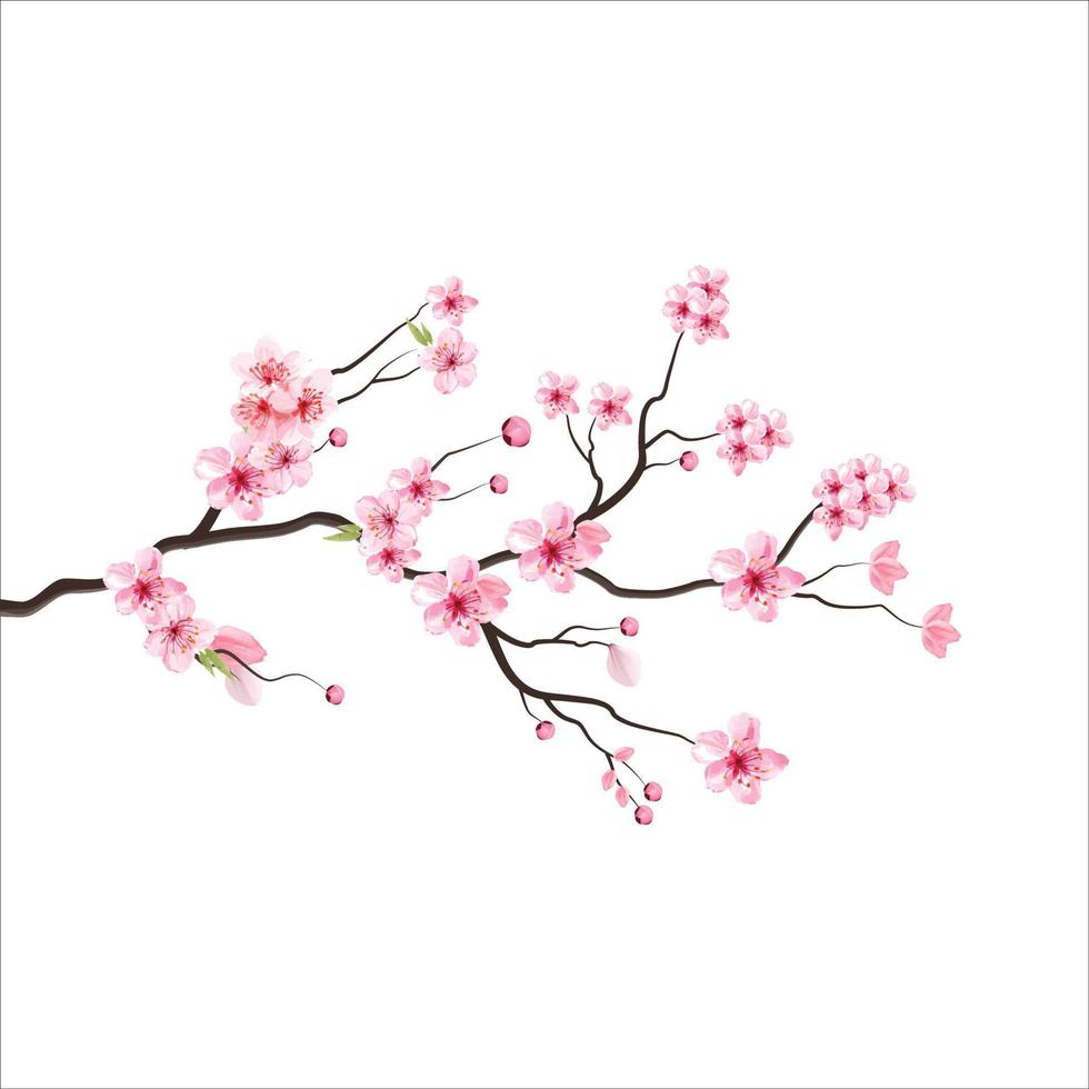 branch tree vector illustration summer clipart autumn clipart nature forest, Background cherry blossom spring flower Japan,  Branch of blooming sakura with flowers, cherry blossom