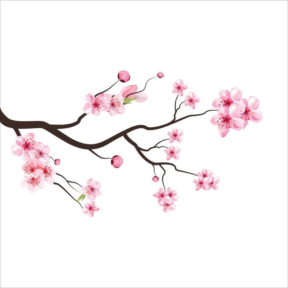 branch tree vector illustration summer clipart autumn clipart nature forest, Background cherry blossom spring flower Japan,  Branch of blooming sakura with flowers, cherry blossom