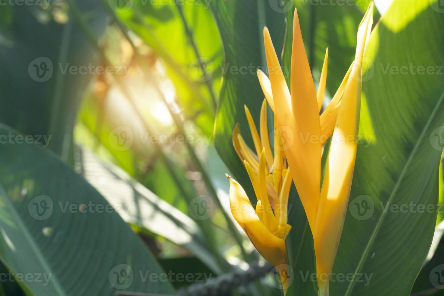 Abstract and blurred of claw flower yellow color. with green leaves and light passing through in the center. photo