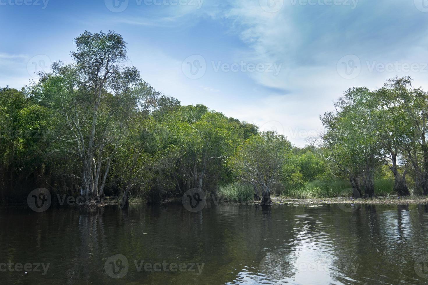 cuenca de agua dulce con área de bosque de manglares como fondo. bajo el cielo azul brillante. en el centro de la planta del este provincial de rayong de rayong tailandia. foto