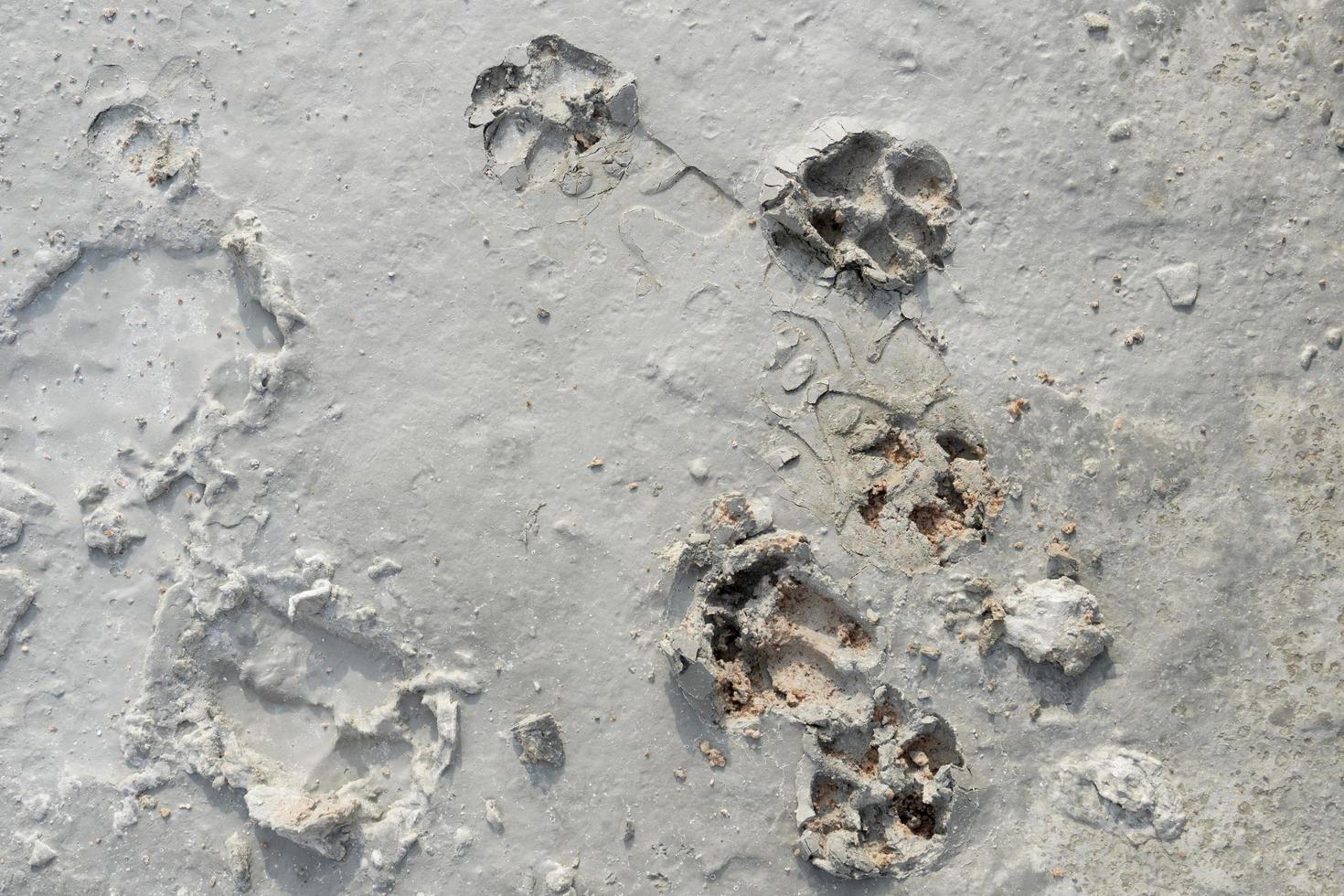 Dog footprints on cement floor. for construction background and textured. photo