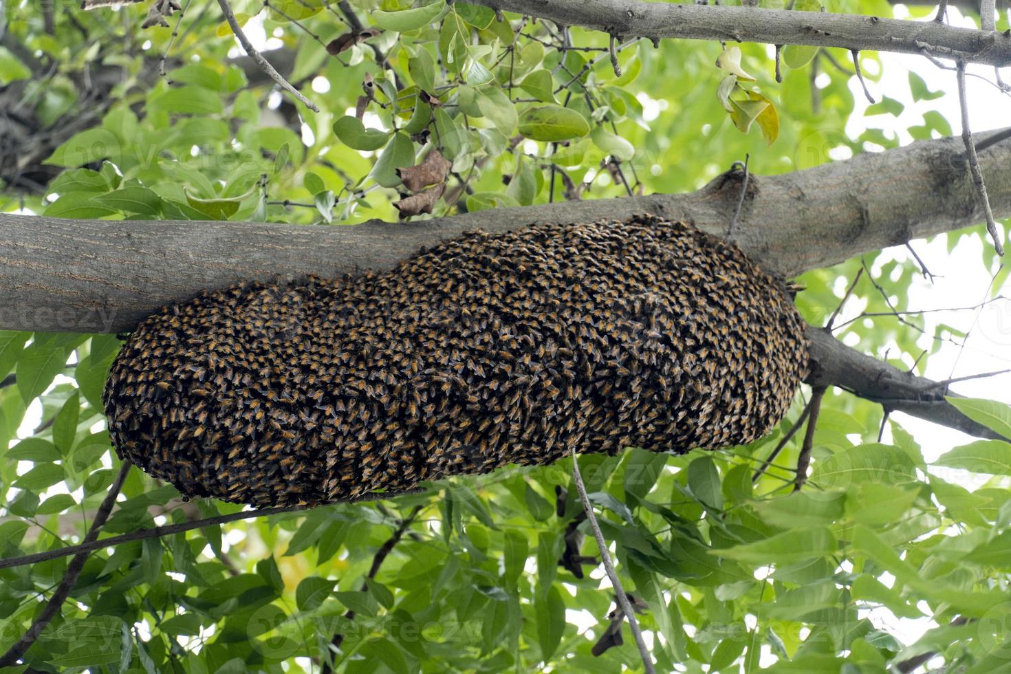 Swarm of bees gathered in a hive on a large branch. Background covered with green leaves under the bright sky photo