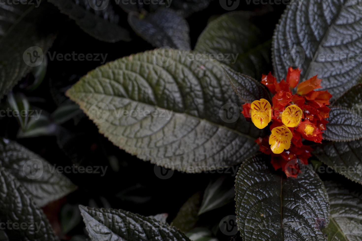 Above view of Chrysothemis pulchella Donn ex Sims Decne Yellow and Orange color. on dark brown leaves of tree in dark tone. photo
