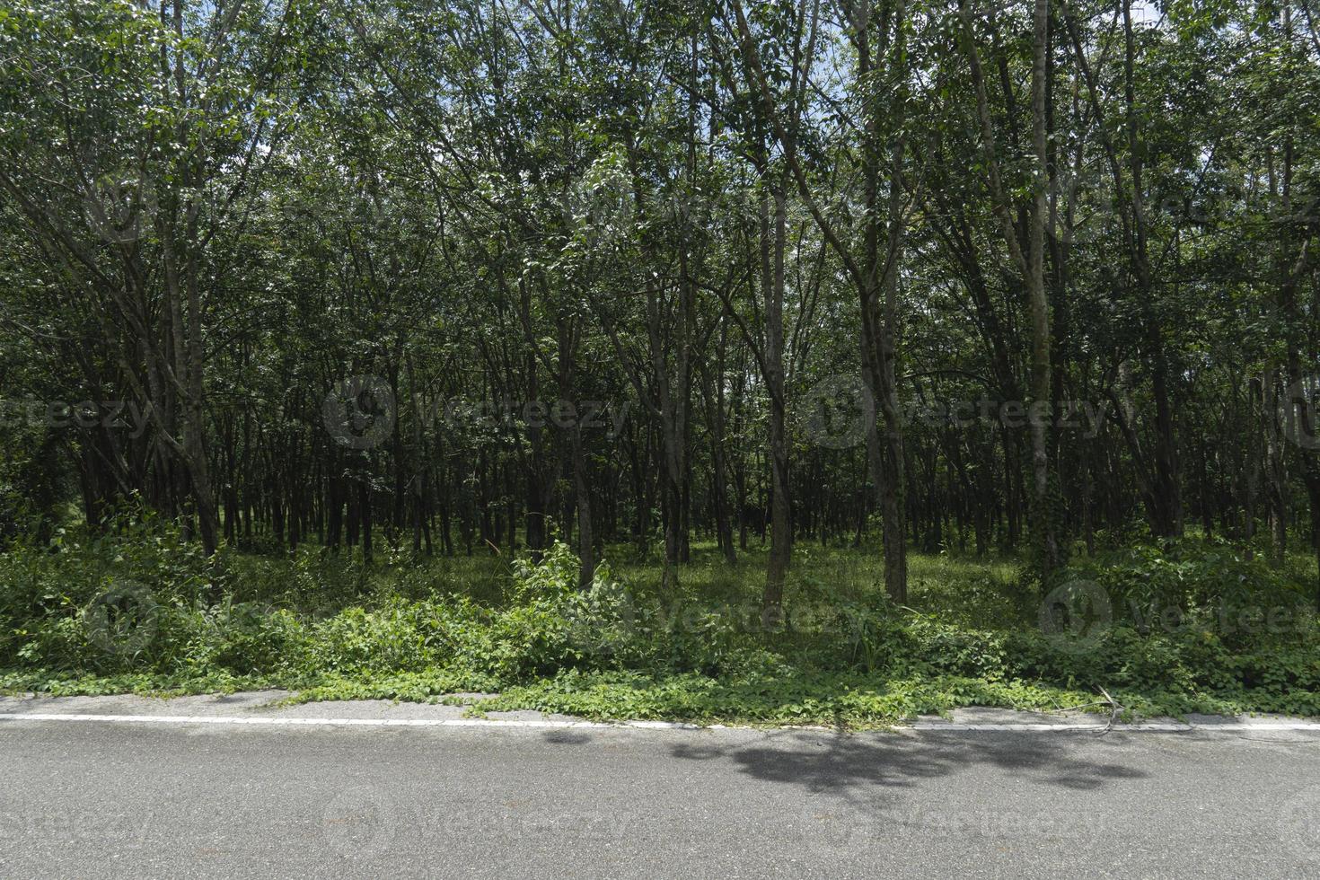 vista horizontal de la carretera asfaltada en tailandia. terreno delantero de hierba verde. zona agrícola de árboles de caucho. bajo el cielo azul. foto