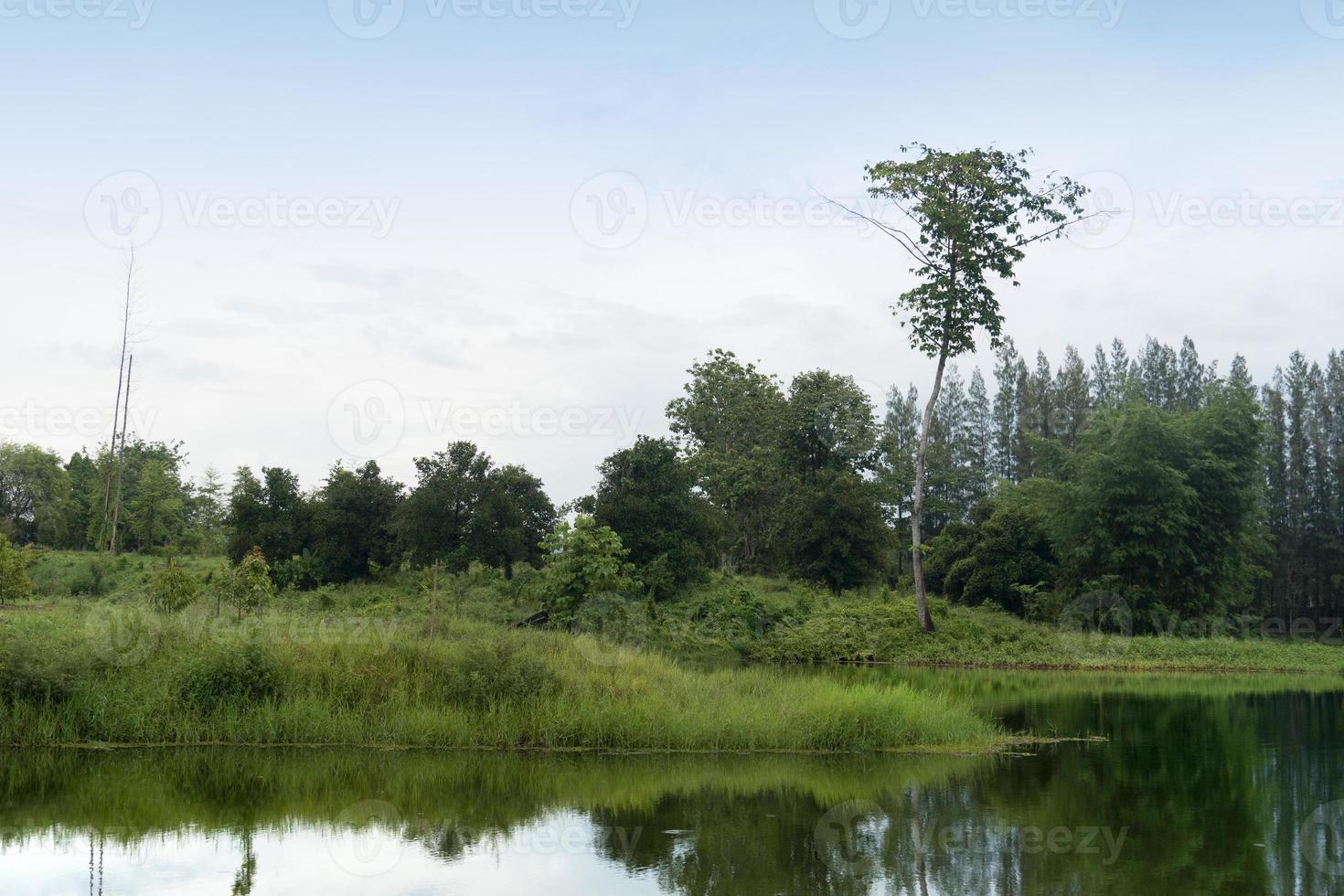 Landscape of a river with a shore is covered with lush green grass. Reflection of the forest on the water surface. Decorated with tall trees in the back under blue sky and white clouds for background. photo