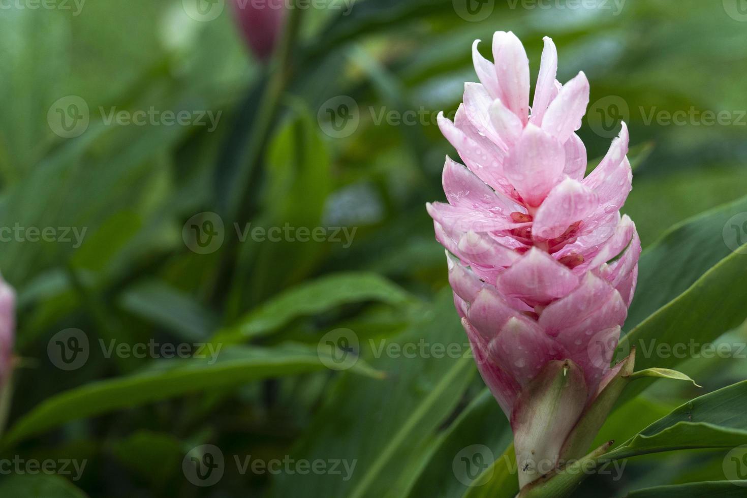 Flower of Alpine purpurata Eileen Macdonald pink color. Flowers are petals arranged in layers. holding a beautiful bouquet on the tree. green leaf background scene. photo