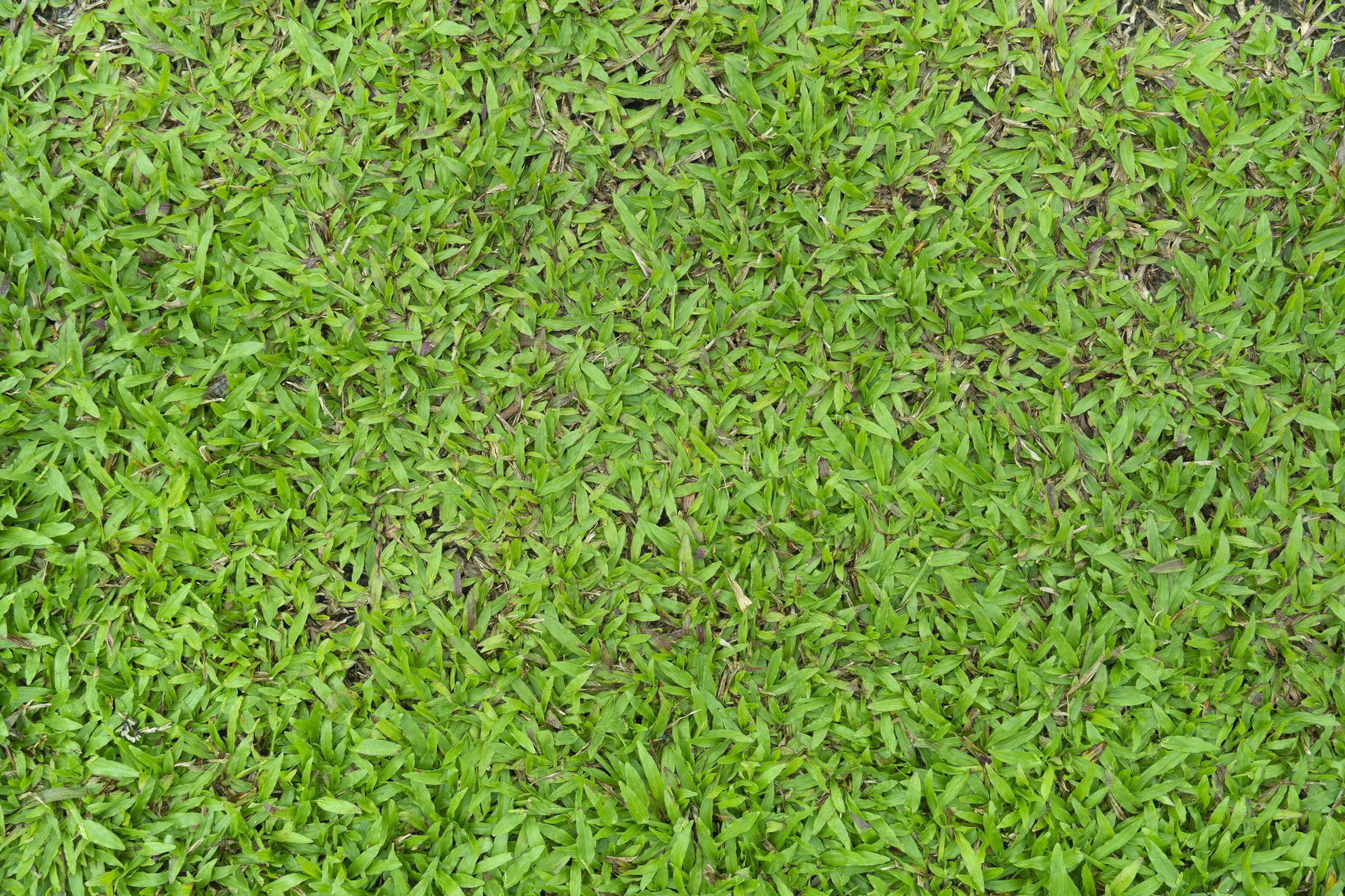 Above view of green grass name of Carpet Grass, Savanna Grass or