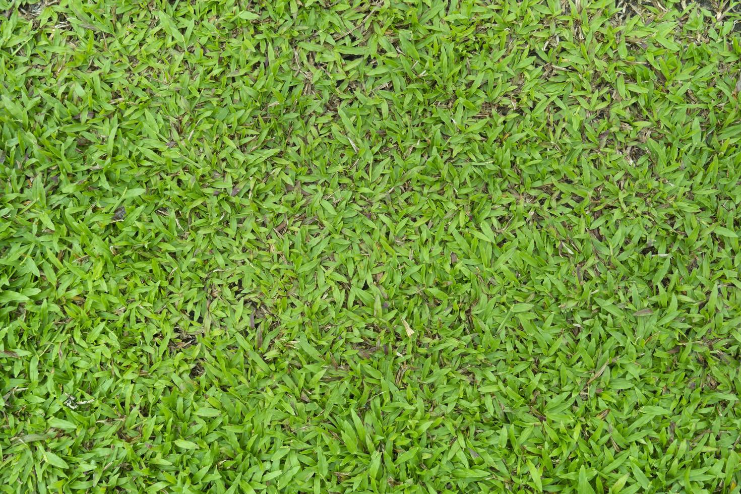 Above view of green grass name of Carpet Grass, Savanna Grass or Axonopus compresus. Large ground cover grass planted in the garden. For background and texured. photo