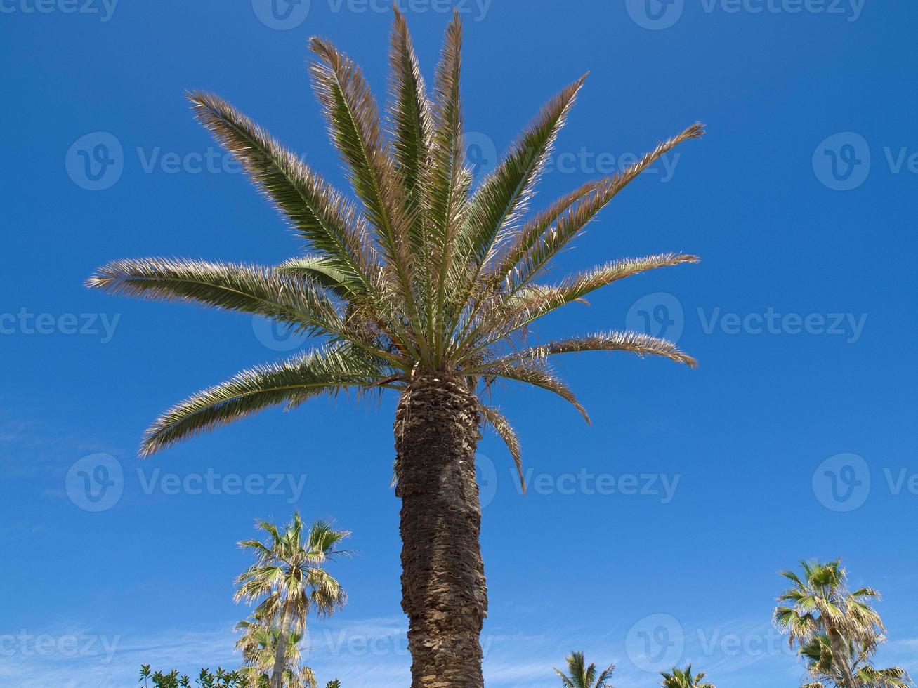 tenerife island in spain photo