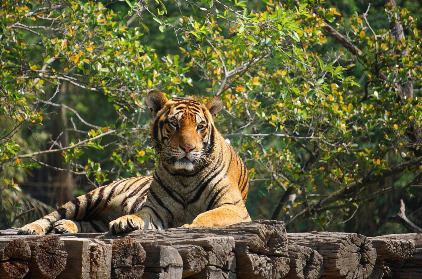 The tiger is lying on a wood log. photo