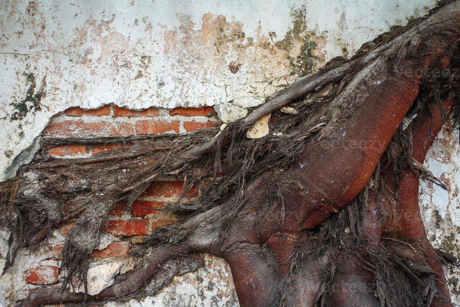 The tree roots wiggle on the wall. photo