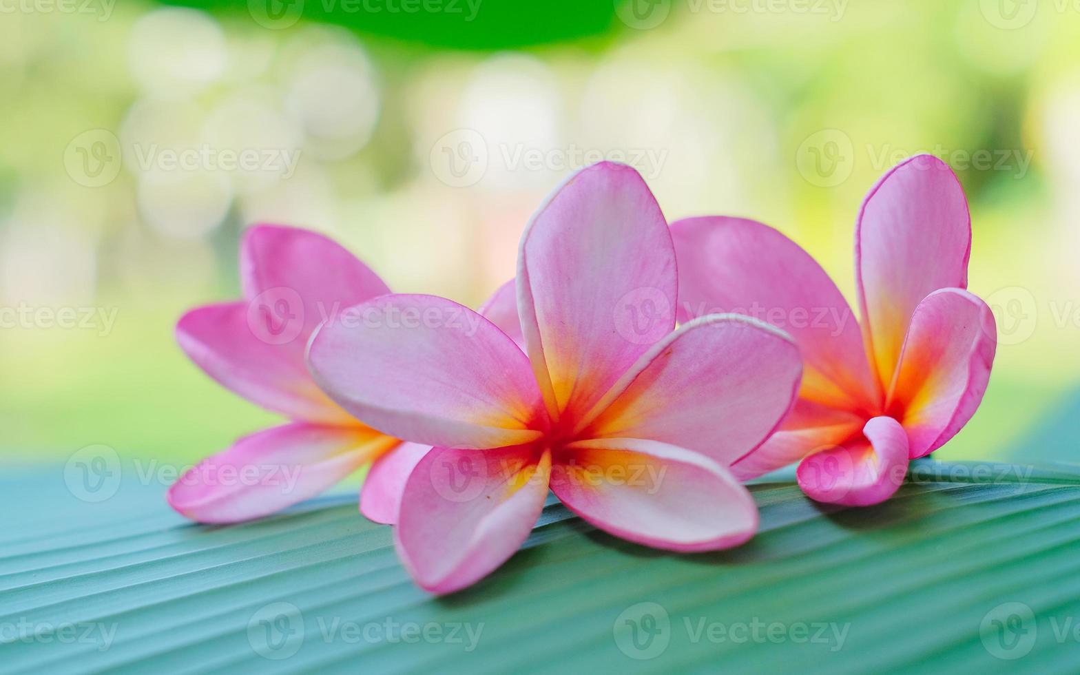 Frangipani Flower -Frangipani flower blooms with a green leaves background, pink frangipani flowers photo