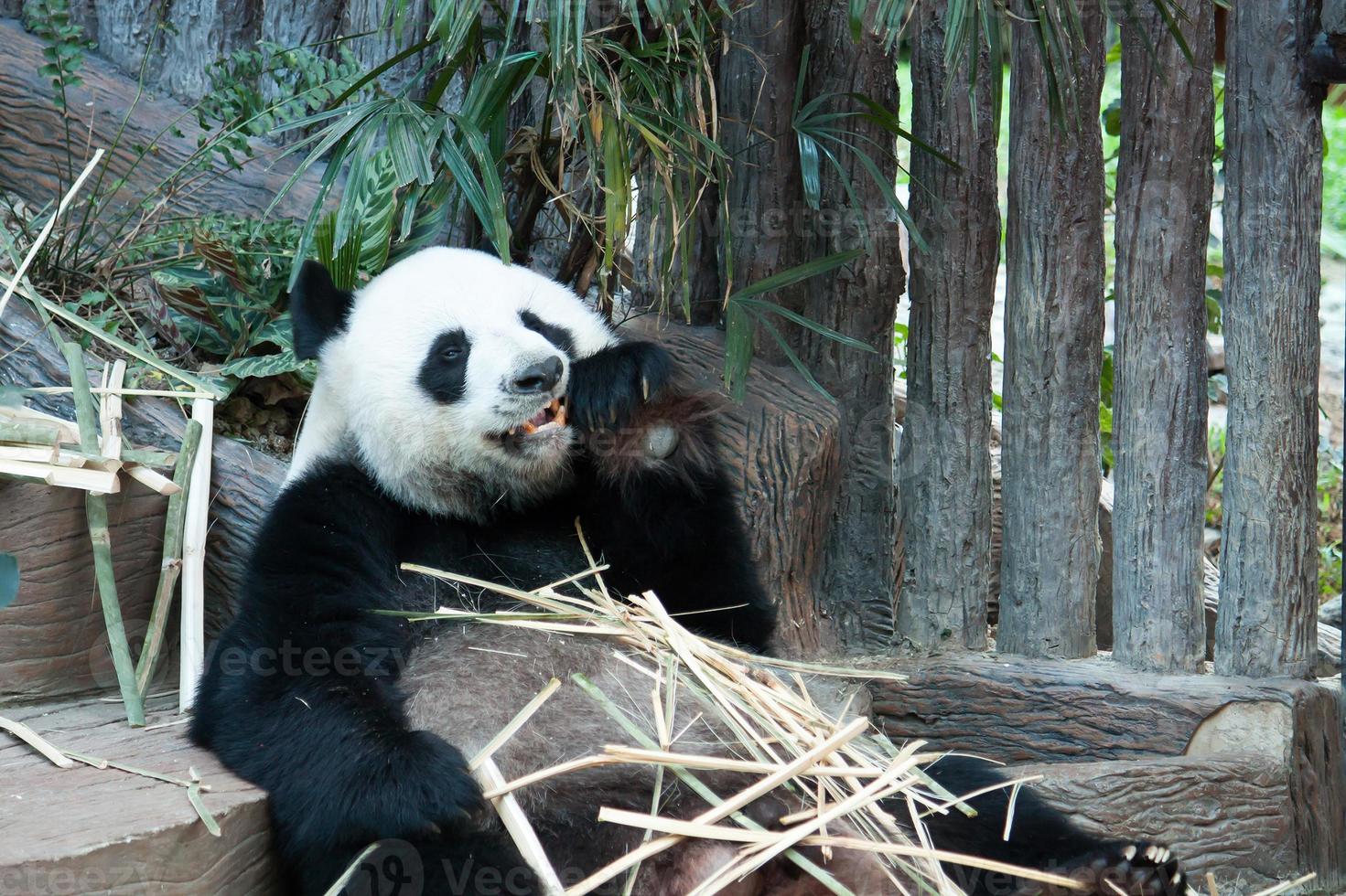 Hungry giant panda bear eating photo