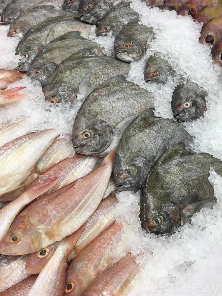 Fresh fish in the market photo