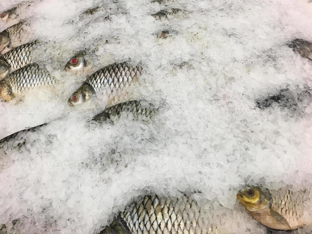 Fresh fishes on ice in market photo
