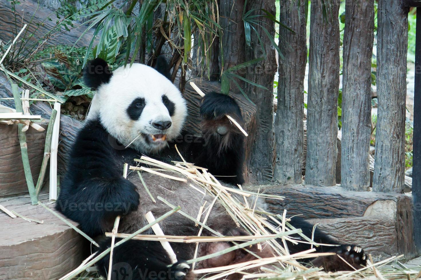 Hungry giant panda bear eating photo