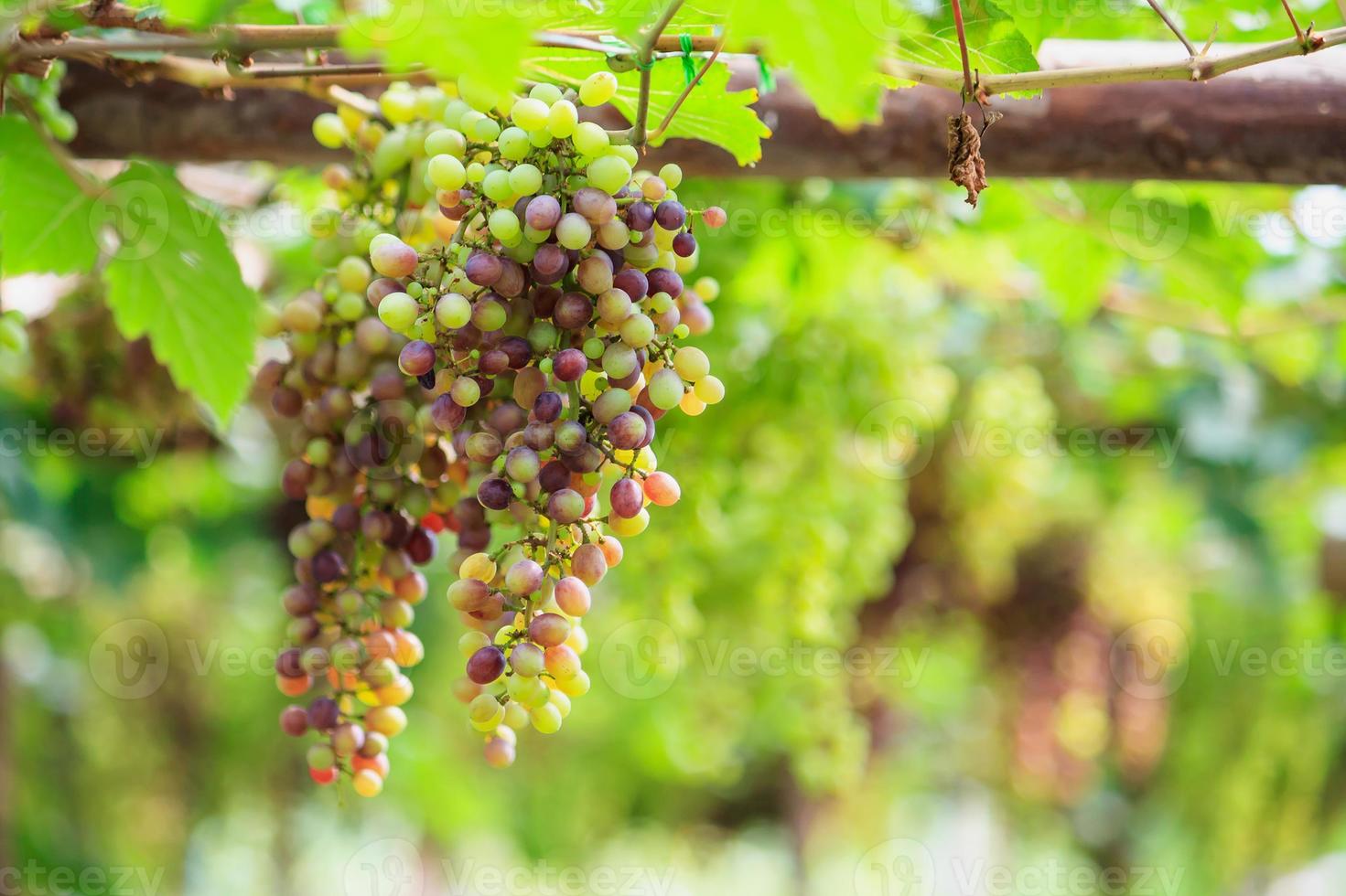 Bunches of red wine grapes hanging on the vine photo