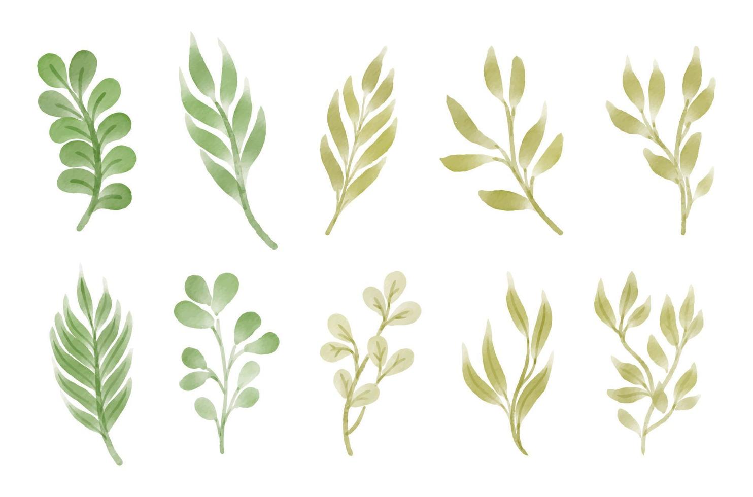 ilustración de vector de colección de hojas de acuarela