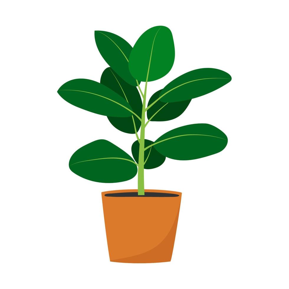 Rubber plant in flowerpot. Hand drawn houseplant. vector