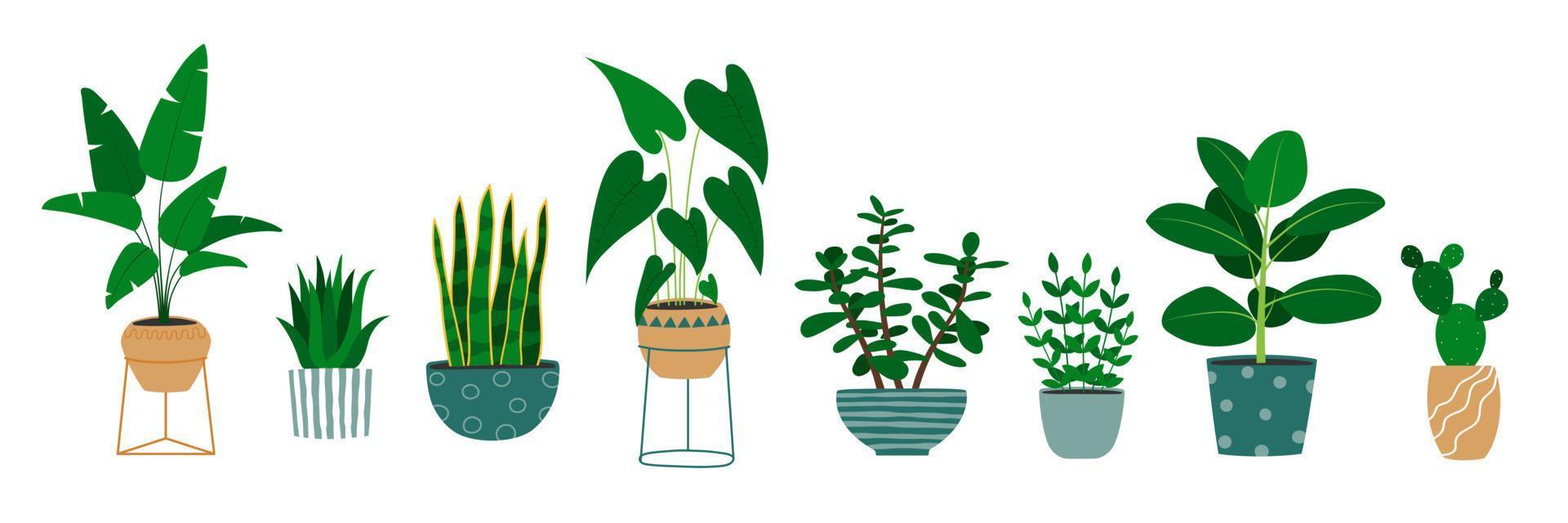Set of hand drawn houseplants in flowerpots. Alocasia plant, cactus, monstera, jade plant. vector