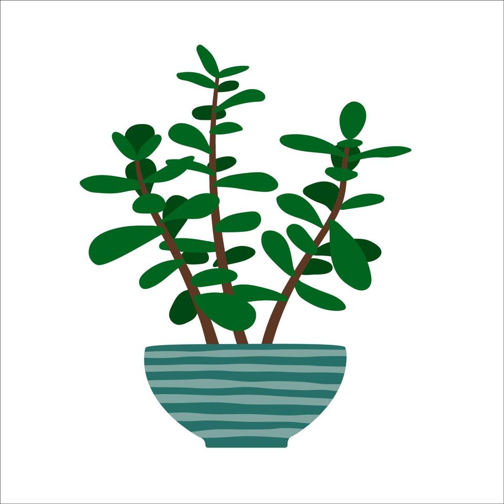 Jade plant in flowerpot. Hand drawn houseplant. vector