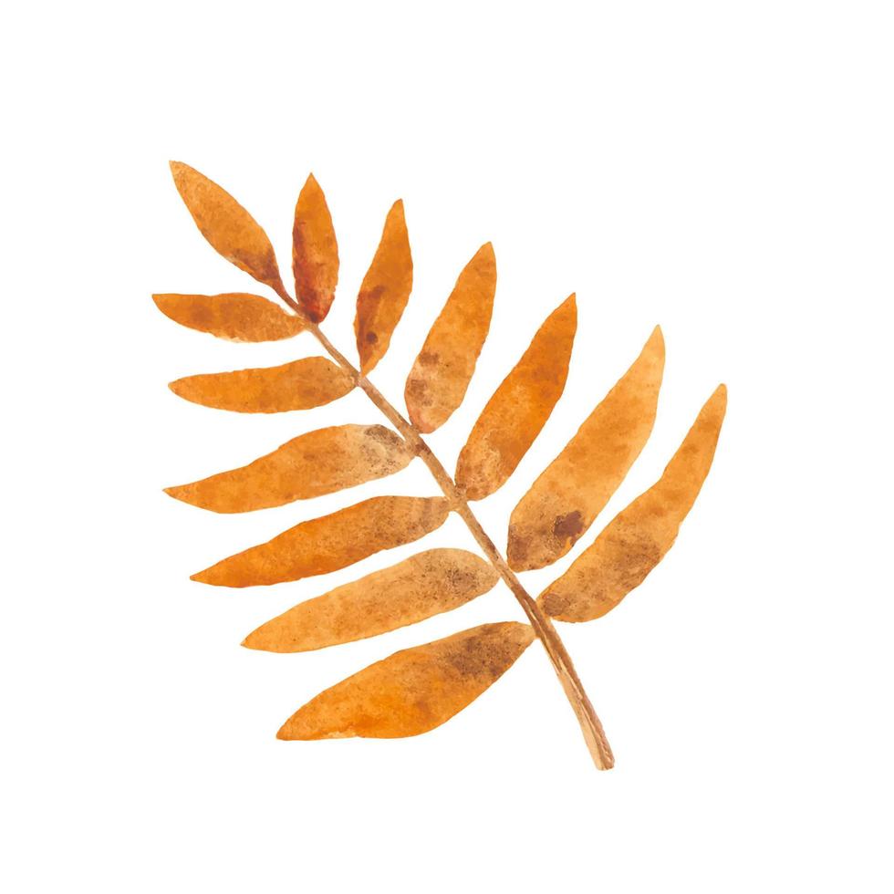 Watercolor Illustration of Tree Leaf. vector
